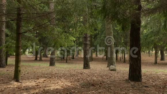 干净的松树森林秋天的白天光滑的娃娃射击视频的预览图