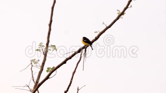 斯里兰卡树枝上的野鸟视频的预览图