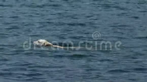 在湖里游泳的白狗上的摄像机视频的预览图