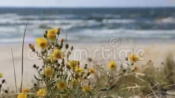 在白天的背景下草甸花掀起了海景视频的预览图