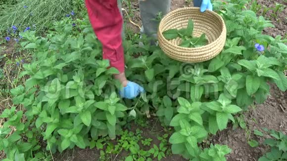 园丁草药采摘新鲜的药用薄荷植物视频的预览图