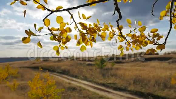 黄色的白杨路阳光照在森林的蓝天背景下树叶和美丽的阳光景观视频的预览图