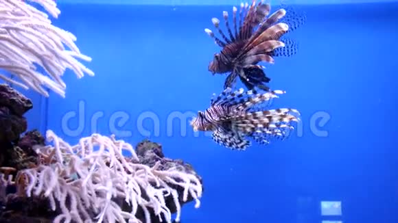 水下世界鱼壳视频的预览图