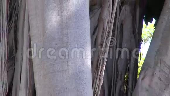 植物园里的榕树视频的预览图
