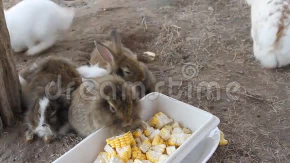 兔子在农场里视频的预览图