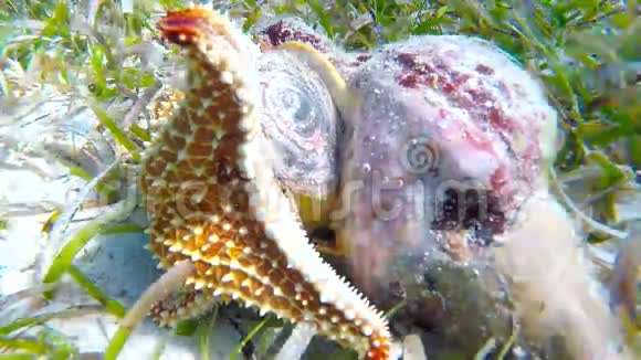 海星吃海螺视频的预览图