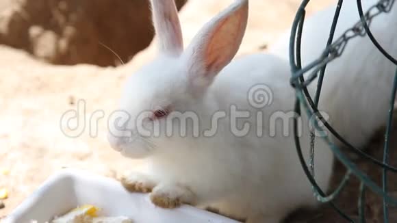 兔子在农场里视频的预览图