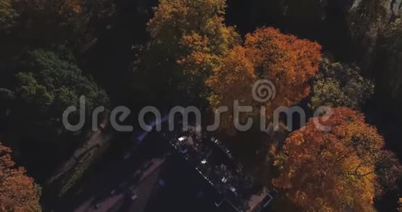 里加镇城市秋黄树试飞视频的预览图