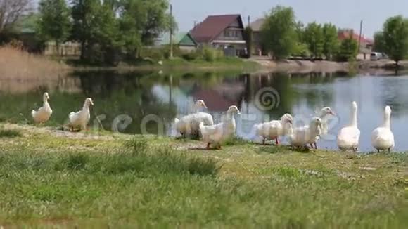 河附近的一群鸭子视频的预览图