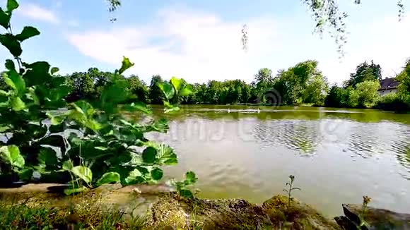 美丽的乡村池塘天鹅在远处游来游去视频的预览图