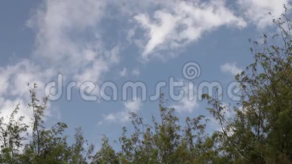 印度尼西亚巴厘岛上蓝天白云下的热带树叶天堂场景视频的预览图