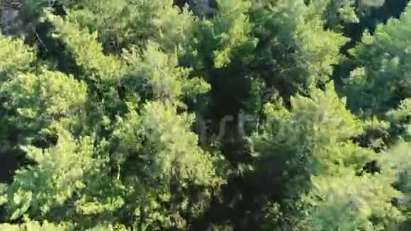 无人机在森林上空飞行从上面看秋天落叶视频的预览图