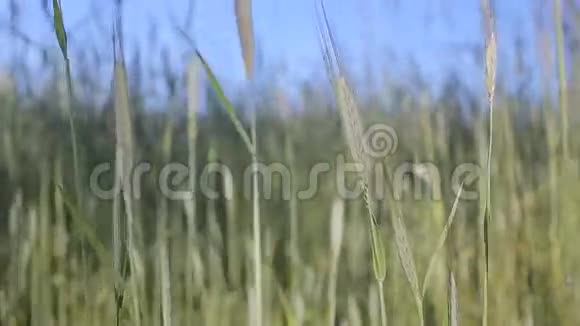 阳光明媚的绿色麦田视频的预览图