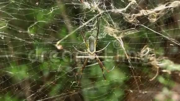 网上的大蜘蛛视频的预览图