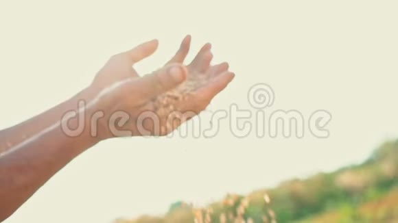 在阳光下农民手中的粮食小麦是从地里人的手指里倒出来的视频的预览图