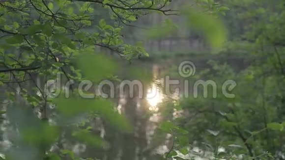 从绿叶中河景视频的预览图
