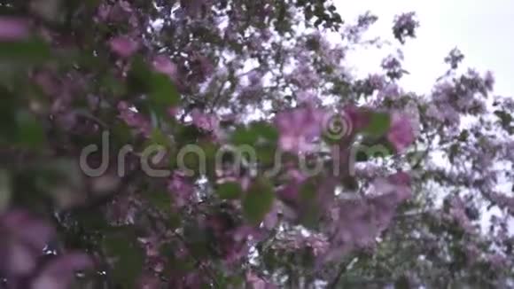 树枝上盛开着美丽的粉红色花朵库存录像春季视频的预览图