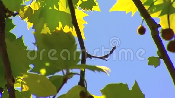 树上的叶子视频的预览图