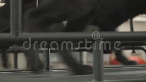 一只黑狗在跑道上训练视频的预览图
