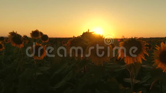 在美丽的夕阳的光芒中绽放着向日葵的田野农业商业概念有机收获向日葵视频的预览图