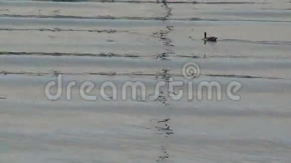 孤鸭在水中游泳视频的预览图