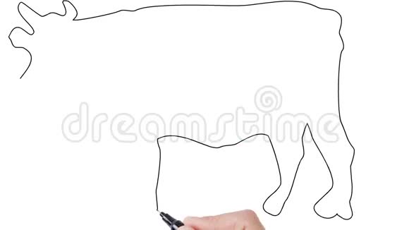 人在白板背景上勾画奶牛视频的预览图