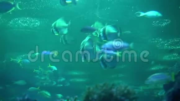鱼缸在海洋馆的水族馆里游泳的危险的鱼装满石头海藻的彩色水族箱视频的预览图