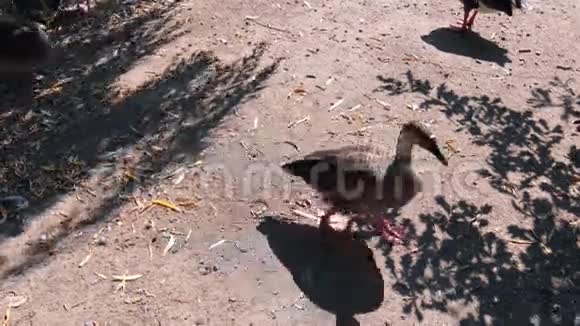 野鸭在池塘边散步视频的预览图