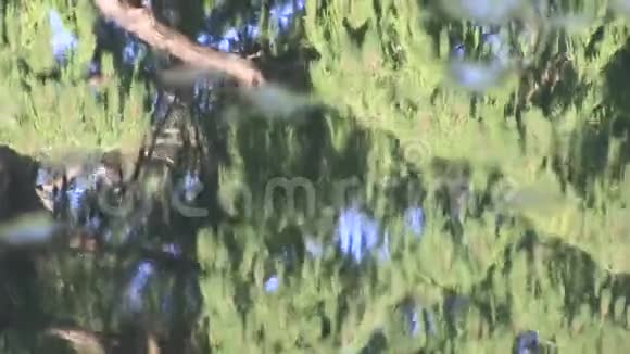 一棵针叶树在水面上的倒影上面漂浮着碎片视频的预览图