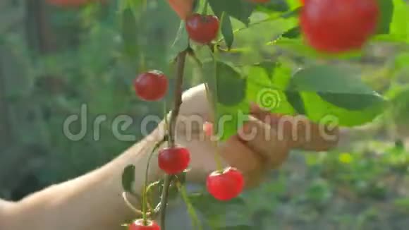 樱桃树在果园里采摘成熟樱桃的特写视频剪辑视频的预览图