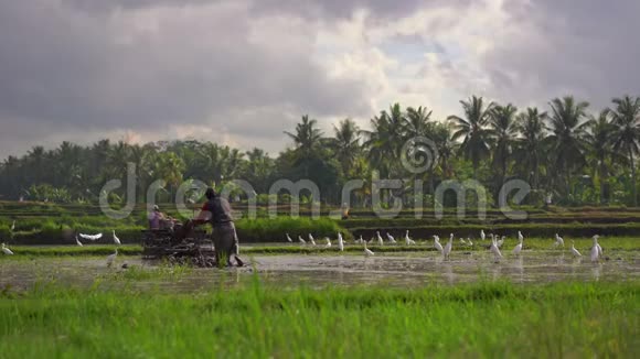 农民种植水稻前耕种田地田野里满是泥水美丽的乡村景色旅费视频的预览图