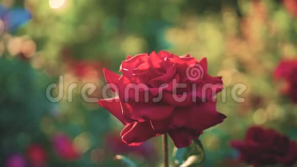 花园里盛开的红玫瑰阳光灿烂视频的预览图