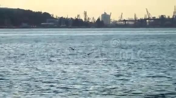 两只海鸥飞过海面视频的预览图