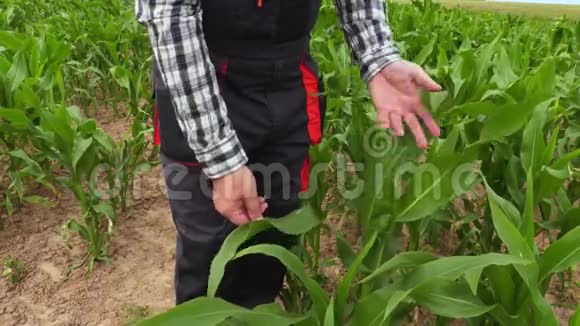 农民检查玉米田视频的预览图