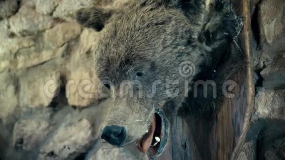 毛绒棕熊克拉斯诺亚尔斯克地区西伯利亚俄罗斯联邦变焦视频的预览图