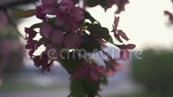 树枝上盛开着美丽的粉红色花朵库存录像春季视频的预览图