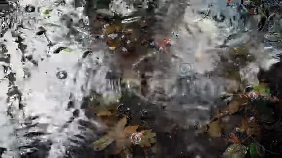 森林中的雨水分流池视频的预览图