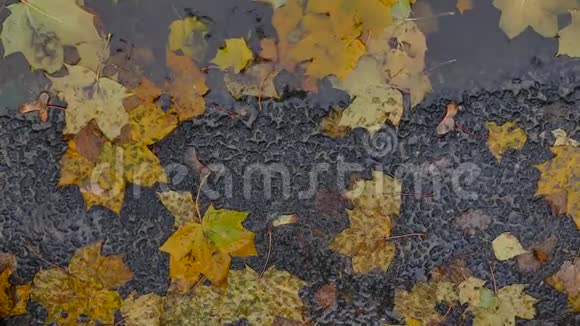 黄秋叶在水坑里视频的预览图