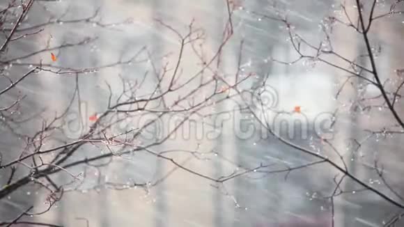 雪和风的背景视频的预览图