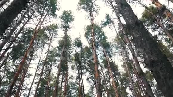 森林中有树枝的松树视频的预览图