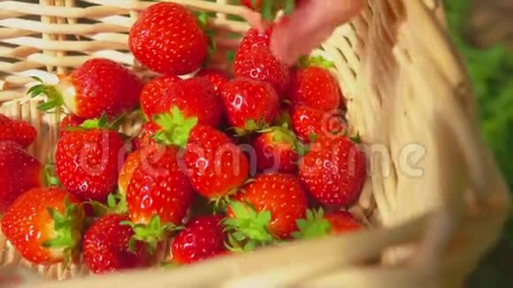 新鲜草莓放在篮子里视频的预览图