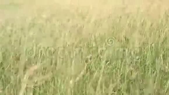 小草在微风中吹拂视频的预览图