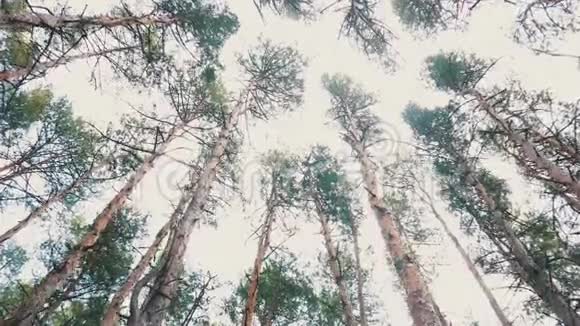 森林中有树枝的松树视频的预览图