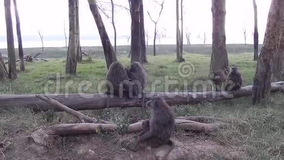 橄榄狒狒视频的预览图