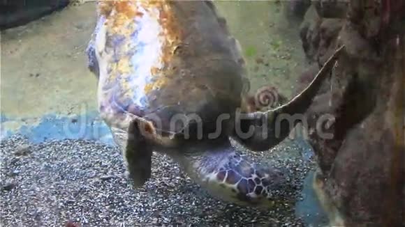 海洋馆有贝壳的大型海龟视频的预览图