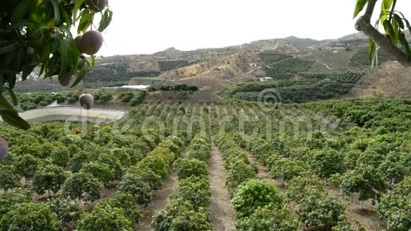 充满果树的芒果热带水果农业种植园的全景视频的预览图