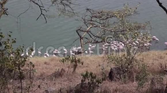 粉红火烈鸟在湖里视频的预览图
