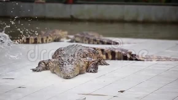 大型成年鳄鱼躺在鳄鱼农场里鳄鱼被水浇湿了1920x1080视频的预览图