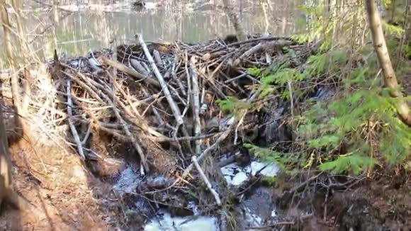 森林里的海狸坝视频的预览图