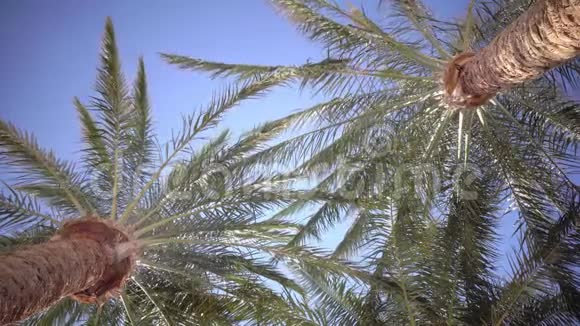 晴朗的蓝天和风中的叶子从棕榈树从底部射击视频的预览图